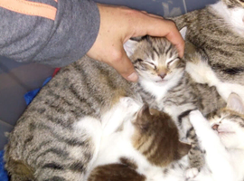 3 little kittens looking for home and lovely family