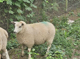 Welsh cross blue texel Ewe lamb
