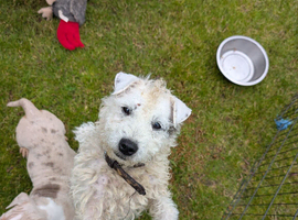 Parson Russell terrier