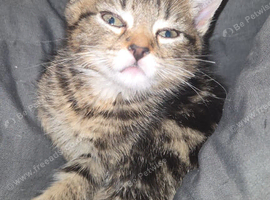 2 female kitten