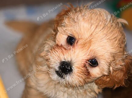 Beautiful F1 Shihpoos