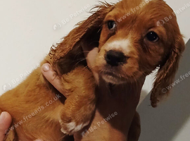 Cocker spaniel puppies