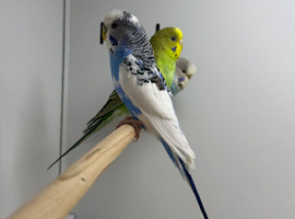 Budies