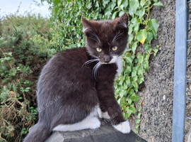 Kittens for sale
