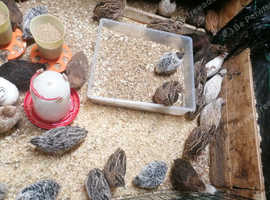 Quail hatching eggs