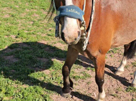 Lovely Welsh C Gelding
