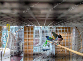 spare male Forbes finche
