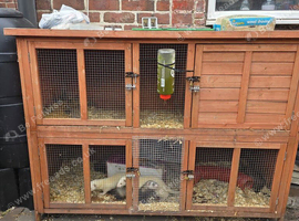 Ferrets and Cage