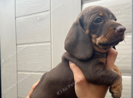 For sale chocolate 7weeks old boy
