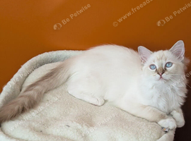Stunning Chocolate TICA lynx mitted Ragdoll