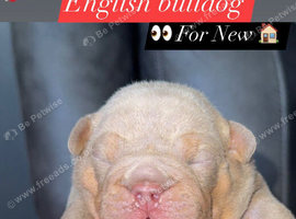 English bulldog puppies