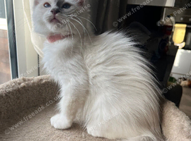 Gorgeous Tica ragdoll kittens