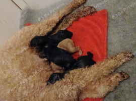 KC reg pure toy poodle black female prcd pra clear