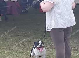 Staffordshire Bull Terrier stud only