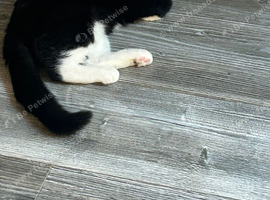 Beautiful black & white female