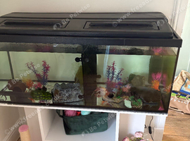 Wild and albino axolotl