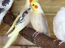 cockatiels breeding pairs