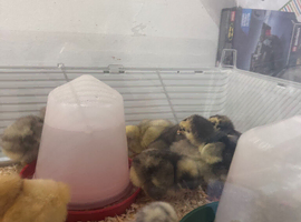 Different purebred Orpington chicks