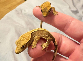 Crested Gecko - offers considered