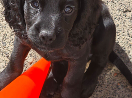 KC Reg Cocker Spaniel Pups
