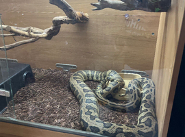 Carpet pythons