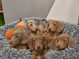 ️Mini Dachshund Pups Fully vaccinated Ready Now️