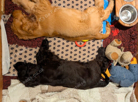 The Three Amigos - Three very special cocker spaniel puppies