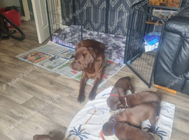 Chocolate labrador puppies