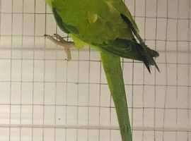 8 month old Ringneck