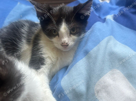 3 kittens ready to leave