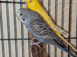 Female budgie