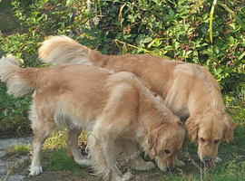 lovely sweet natured bitch 6 years old