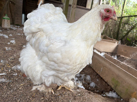 3 Awdorable, cuddly white Cochin hens
