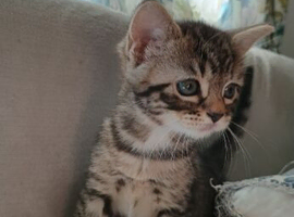 Beautiful kittens
