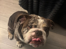 Immaculate Old English Bulldog (CASH)