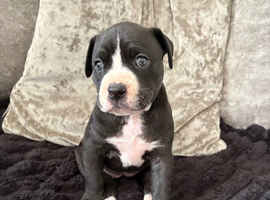 Cane corso x puppies