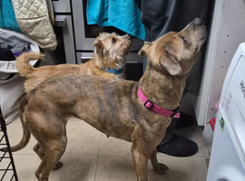 Staffy & Presa Canario Hybrid