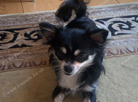 2 girls, one boys tiny chihuahuas