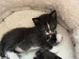 3 Male kittens