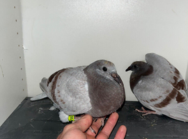 baby racing pigeons &pound;20 each