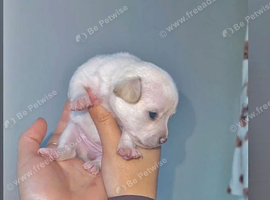 Selling my puppy