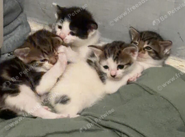 Kittens for sale