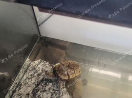 3 musk turtles with tank