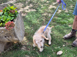 Goldendoodle