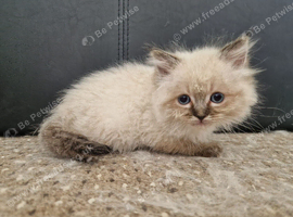 Beautiful Ragdoll Kittens