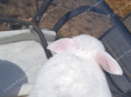 Pure breed french lops