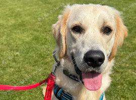 8 month old male golden retriever for rehoming