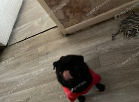 Fluffy pug for stud