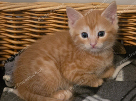 Female Ginger kitten. Calico