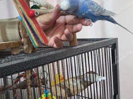 Male budgie for sale